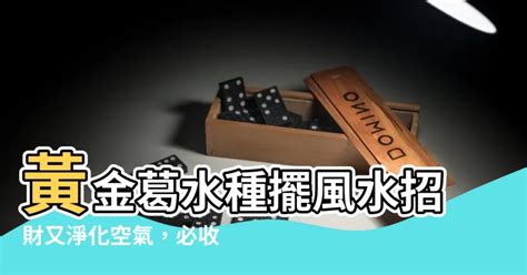 水種黃金葛風水|黃金葛風水：財位佈局招財納福 